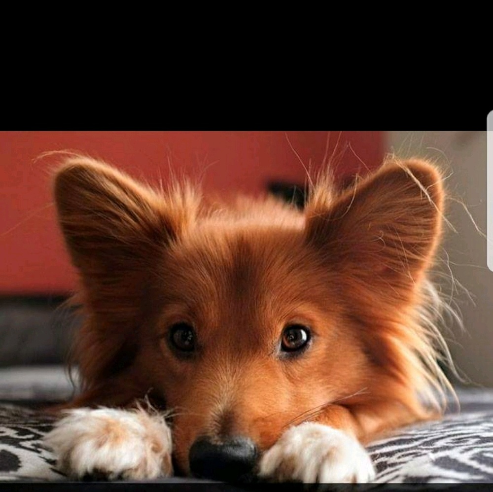 Meet your Posher, Jasmin